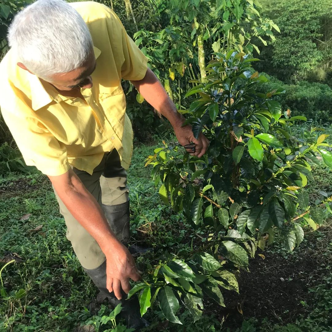 What is the history of coffee?
