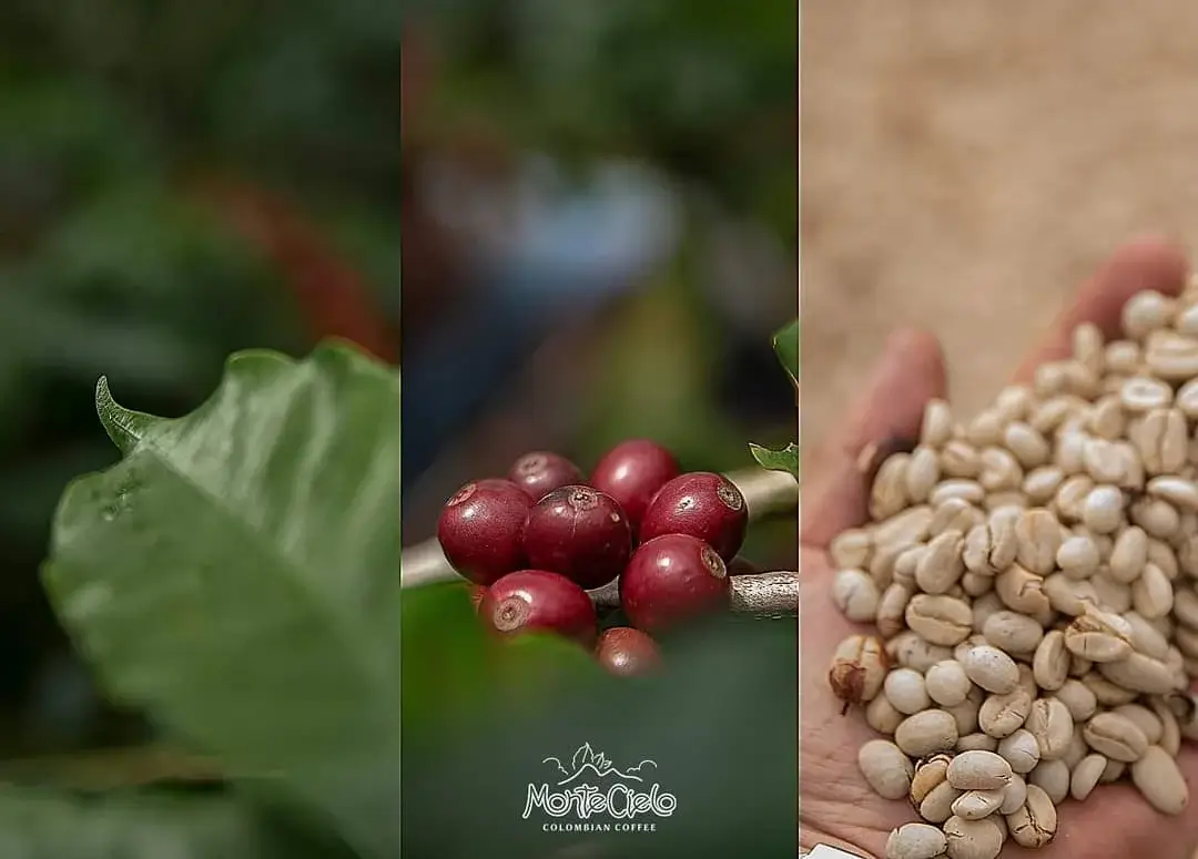 Cafe gourmet fascinante: 4 secretos que te dejaran asombrado, ¡el tercero es imperdible!